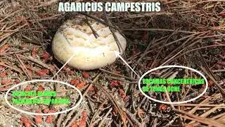 IDNTIFICACION!! AGARICUS LITORALIS Y AGARICUS CAMPESTRIS (Champi&ntilde;on silvestre) Junio 2019