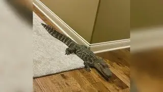 Alligator breaks into Louisiana home