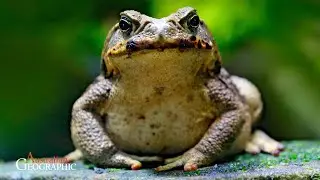 Evolving Wildlife: Teaching Animals to Avoid Cane Toads