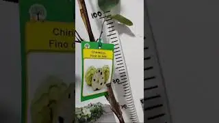 Анона Фино ди джета| Цитрус Микс Москва 🥰