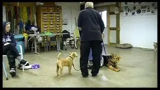 The difference between Service and Well Behaved Dogs