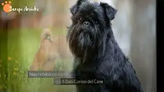 Griffone Belga: Guida alla Razza, Cura, Addestramento e Caratteristiche