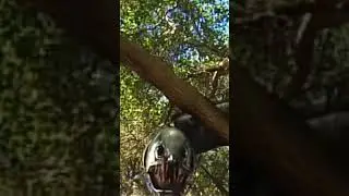 SYFY monster razortooth
