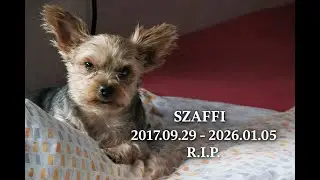 SZAFFI EMLÉKDAL  by NOAH #Szaffi #RIP #YorkshireTerrier #Kutyám #KisKutya #Gyász #