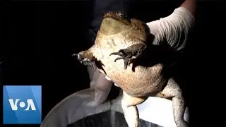 Taiwan Authorities Rush to Contain Invasive Toad Spread