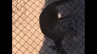 Tour of the Armadale Reptile Park