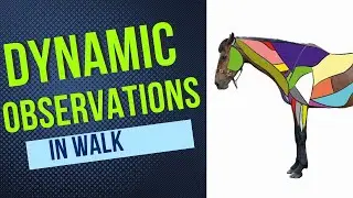 Assessing the Horse in Walk