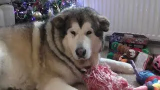 Jenson the Alaskan malamute happy new years to our awesome wolfpack