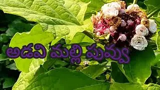 Forest Jasmine