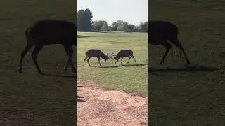 Red Stag Bucks Fighting During Rut - Deer Hunting