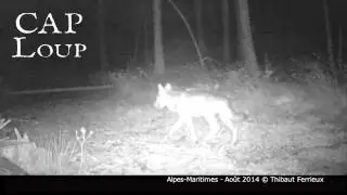 Loup : Alpes-Maritimes - Aout 2014 &copy; Thibaut Ferrieux 4