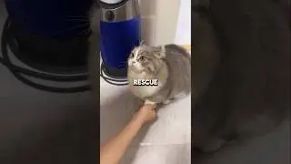 Firefighters Said NO&hellip; Until This Cat 😱🐱🚒 #cat #rescue