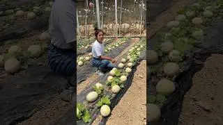 Natural landscape cucumber garden and cutting harvesting from farmers #fresh #cucumber #2024