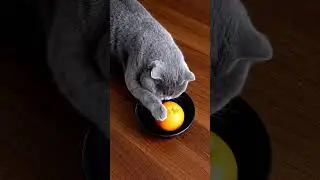 How to remove an orange from a black bowel #cat #funnycats #cute #shorts