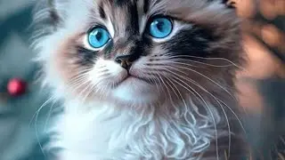 KEYİFLİ SEYİRLER 😻🥰 #cute #cat #trending #funny #sweet