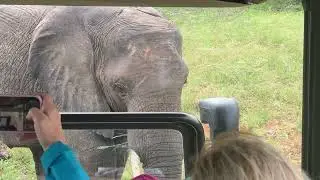 A Close Call with an Elephant in Botswana