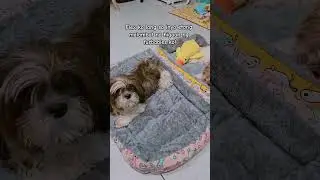 large Dog Bed na washable #shorts ##dogbed #petbed