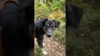 My Dog's Adventure to a Giant Tree!