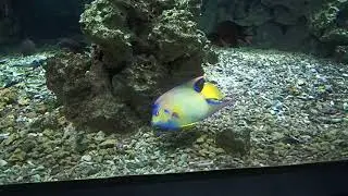 44 Holacanthus ciliaris Zoo Amsterdam 2017
