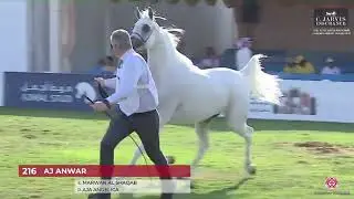 N.216 AJ ANWAR - The Saudi National Championships 2023 - Mares 10+ Years Old (Class 6).mp4