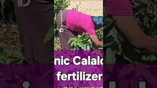 Grow & Eat  Jamaican Callaloo Recipe from Garden to Plate!