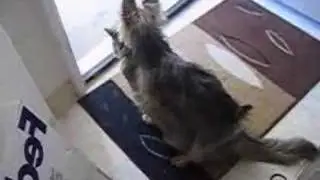 Techno Hump