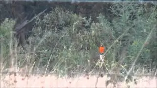 Flame Robin - [Petroica phoenicea] (1)