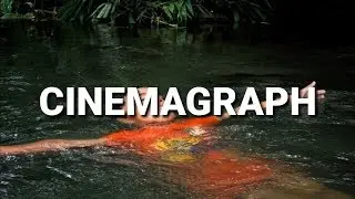 How to make cinemagraph like plotagraph with zoetropic (free download in the description below)