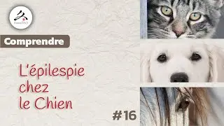 #16 Epilepsie du Chien, Comprendre pour agir efficacement  avec Jean-Luc Klein, dipl&ocirc;m&eacute; en MTC