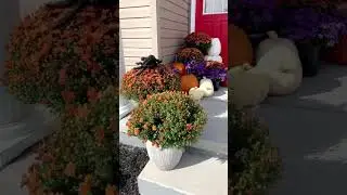 My front yard!! #halloween #front #falls #mums #pumpkin