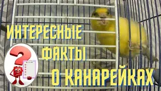 Канарейка. Интересные факты о канарейках.
