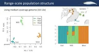 Narwhal genetics Peculiarities and populations