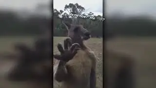 Man punches a Kangaroo Now he's back for REVENGE !