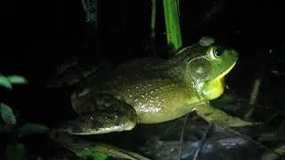 Bullfrog Mating call.