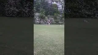 Liberty training, no collar, no leash, no treats!