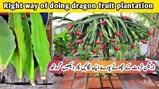 Right way of doing dragon fruit plantation