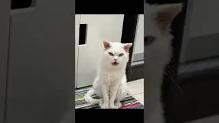 My Fluffington Sings 
