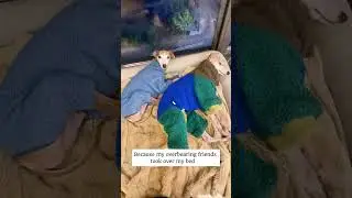 Little trouble of a multi-pet household🤪 EP2