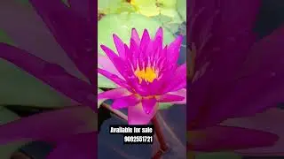 waterlily available for sale whatsapp me 9092551721 #viralshort #ytshorts #garden #highlights #sale