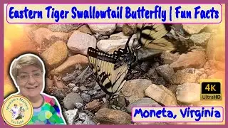 Eastern Tiger Swallowtail Butterflies Fun Facts 4KHD | Moneta, Va.