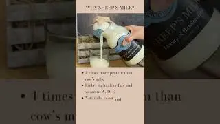 Sheep's Milk Ricotta VS Cottage Cheese