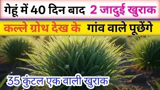 गेहूं में 40 दिन बाद 2 जादुई खुराक l कल्ले ग्रोथ हरापन 4 दिन में डबल l कम खर्च अच्छी पैदावार 