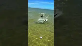 Shark vs Stingray: The Escape You&rsquo;ll Never Forget!