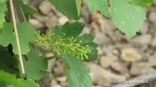 Le travail de la vigne : attachage au jonc en C&ocirc;te-R&ocirc;tie