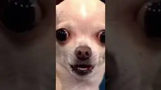 DNA TEST REVEAL: You Are NOT The Father! (Chihuahua Talk Show Drama) 😱🐕&zwj;🦺