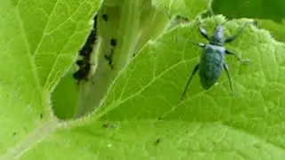 Blue Ground Beetle - Carabus intricatus - Bl&aacute; bjalla - Skord&yacute;r - Bj&ouml;llur