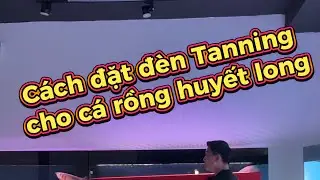 C&aacute;ch đặt đ&egrave;n tanning cho c&aacute; rồng Huyết Long  #HUYẾTLONG #arowana #c&aacute;rồng #fish #tanning