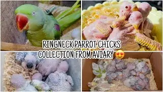 RINGNECK CHICKS COLLOECTION FROM BIRDS AVIARY #birds #talkingparot #parrotbreeding #parrot 
