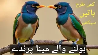 My talking myna bird || myna bird sound || myna bird voice || myna bird eggs #mynabird