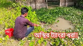 Fishing Video | Crazy tangra fishing in canal | Hook fishing